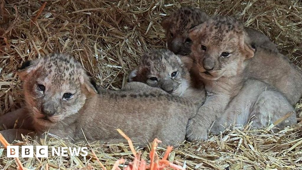 Whipsnade Zoo 'overjoyed' as lion cubs increase pride to 10