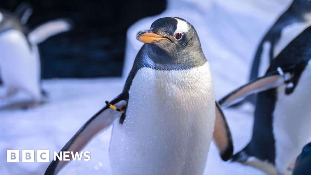 Brian the penguin, from Hull, in running to be 'world's best'