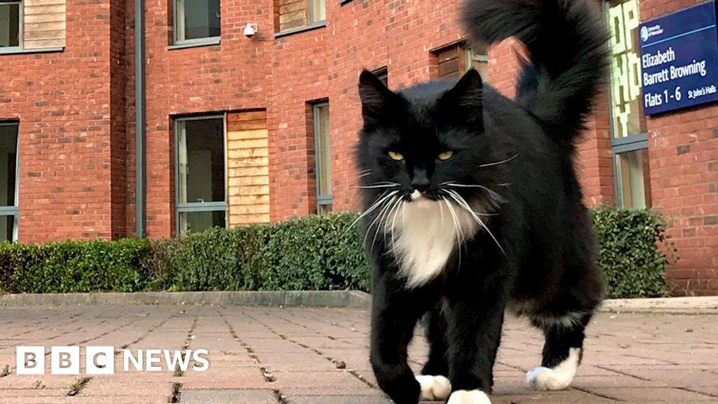 Worceter University's black and white campus cat dies