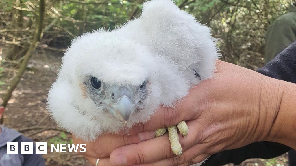 Surrey Police swab peregrine falcon chicks for DNA database