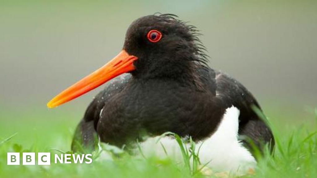 Oystercatcher birds outlive life expectancy by 30-plus years
