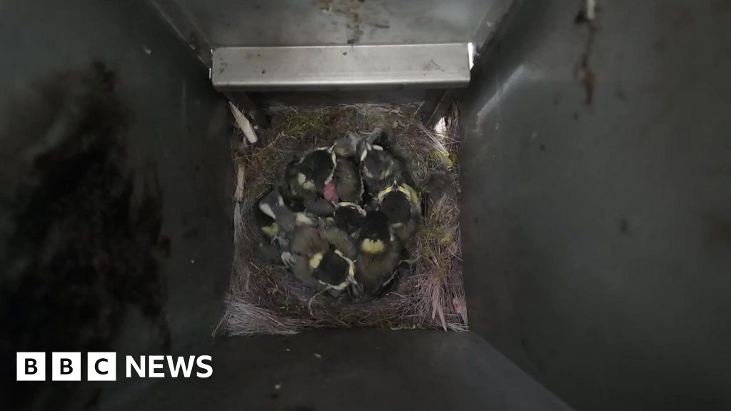 Witney smoking shelter used for research after bird's nest discovery