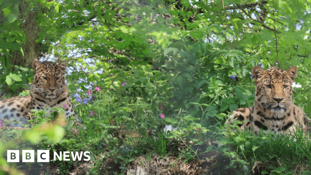 Dartmoor Zoo hoping for romance between rare leopards