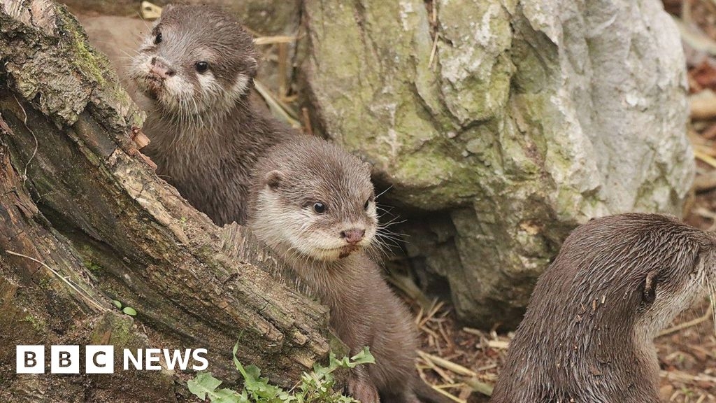 Otter pups at London Zoo take to the water for the first time