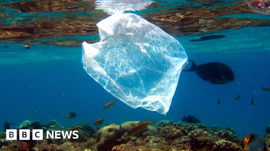 Plastic bags: Have bans and fees curbed shoreline litter?
