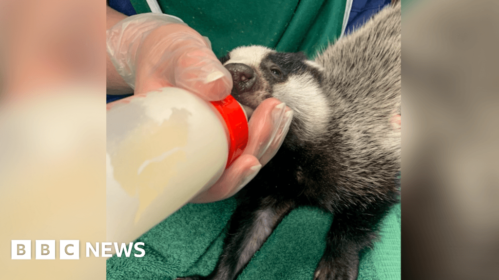 Weeks-old badgers picked up in 'miracle' Somerset rescue