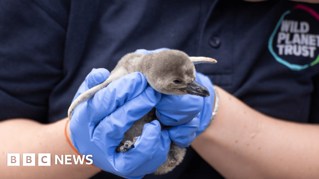 Two penguin chicks born at Newquay Zoo