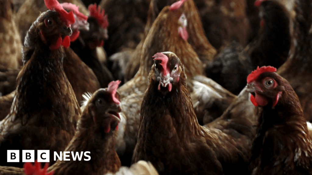 Bird flu case confirmed at Attleborough by Defra