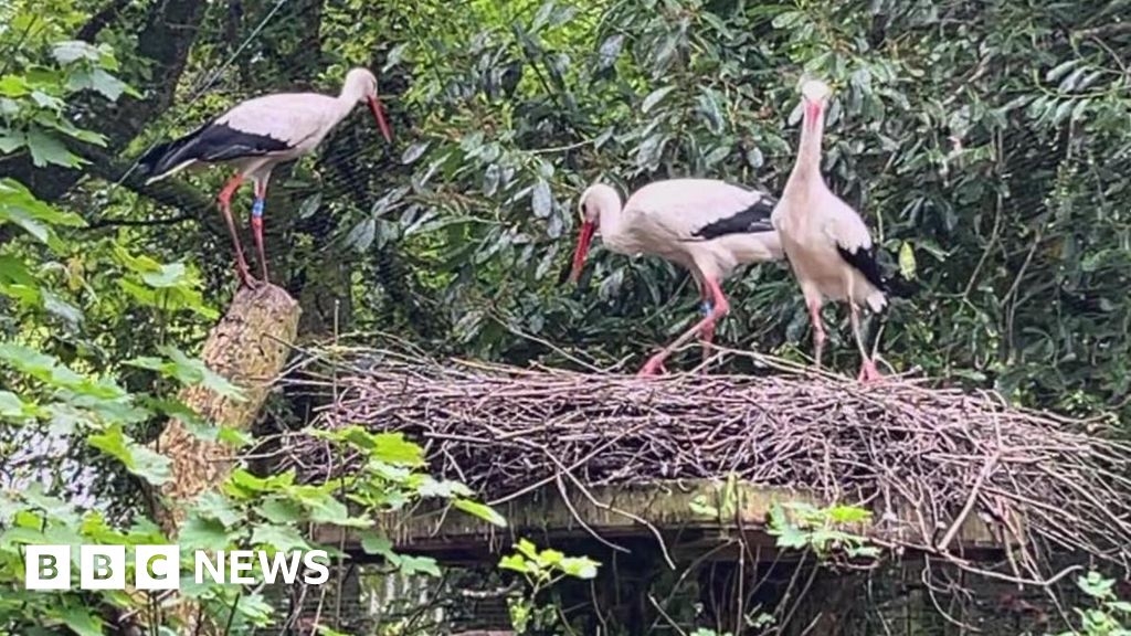 White storks hatch in Cornwall in rewilding plan