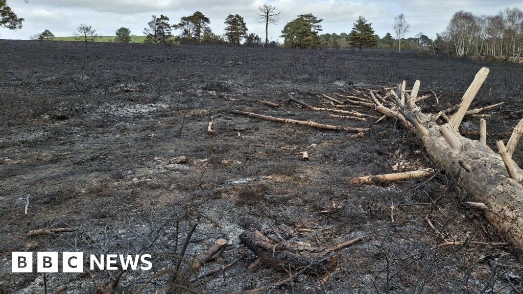 PSPOs aim to curb heathland wildfires and wild camping in Dorset