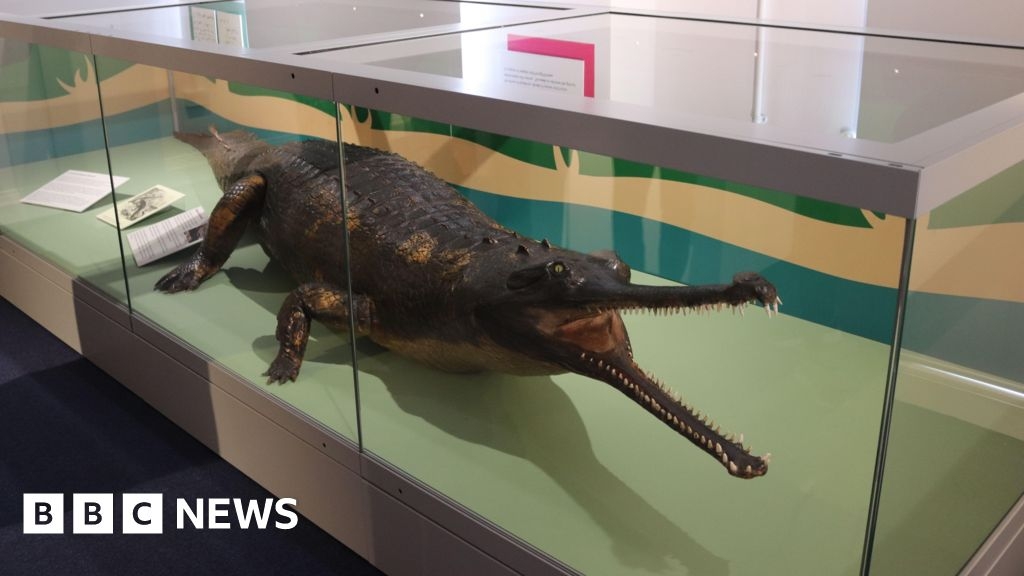 Swindon croc returns to museum after five-year absence