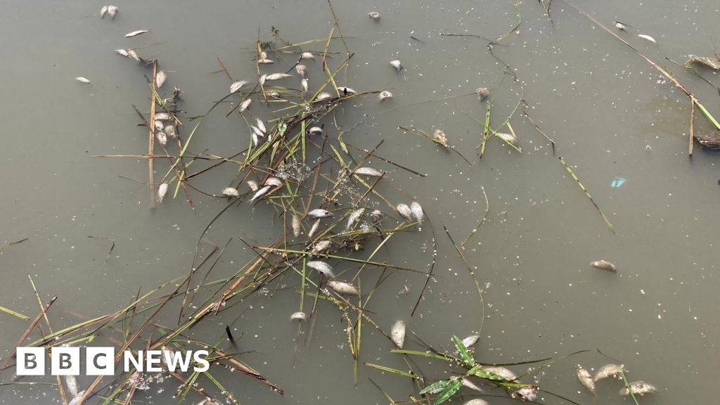 No cause yet for 'hundreds' of dead fish in Swindon canal
