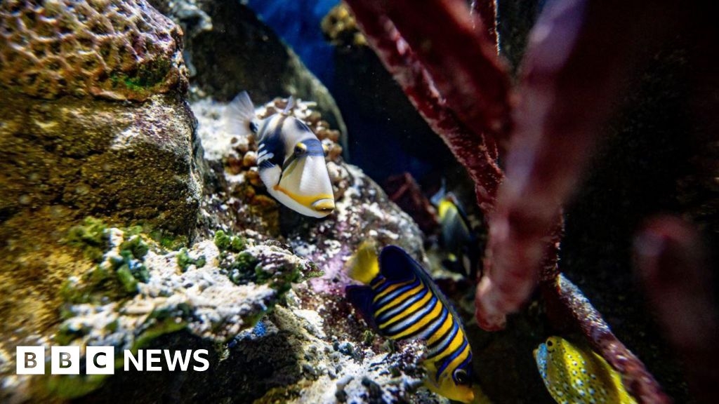 Headlines in the West: 'Non-binary fish' and 'shop closure'