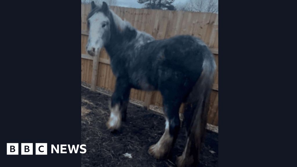 Investigation launched after horse stolen from Shepperton field