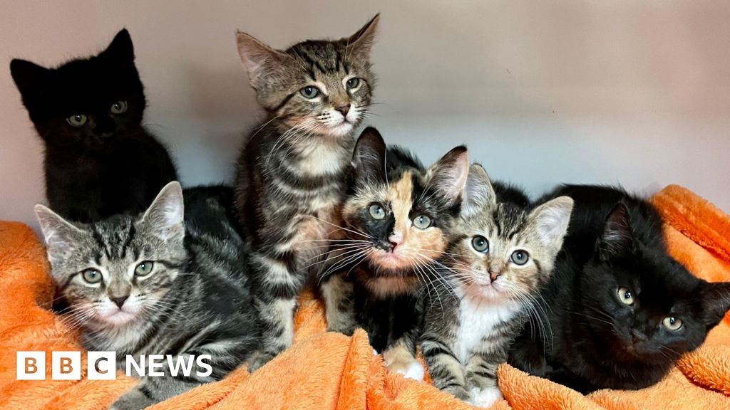 'Smelly cats' found in rubbish dump named after TV's Friends