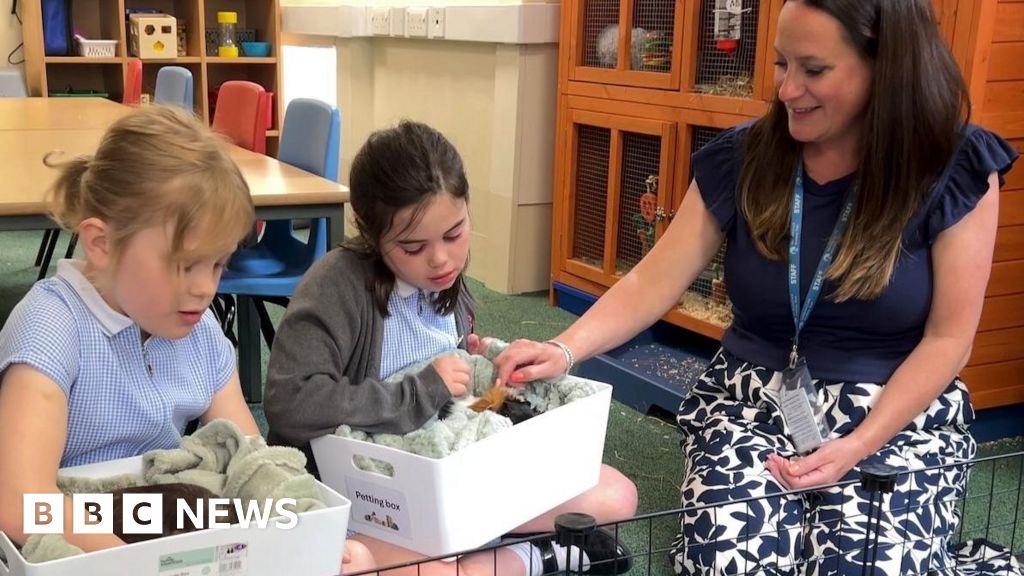 Guinea pigs helping Droitwich school children feel calm