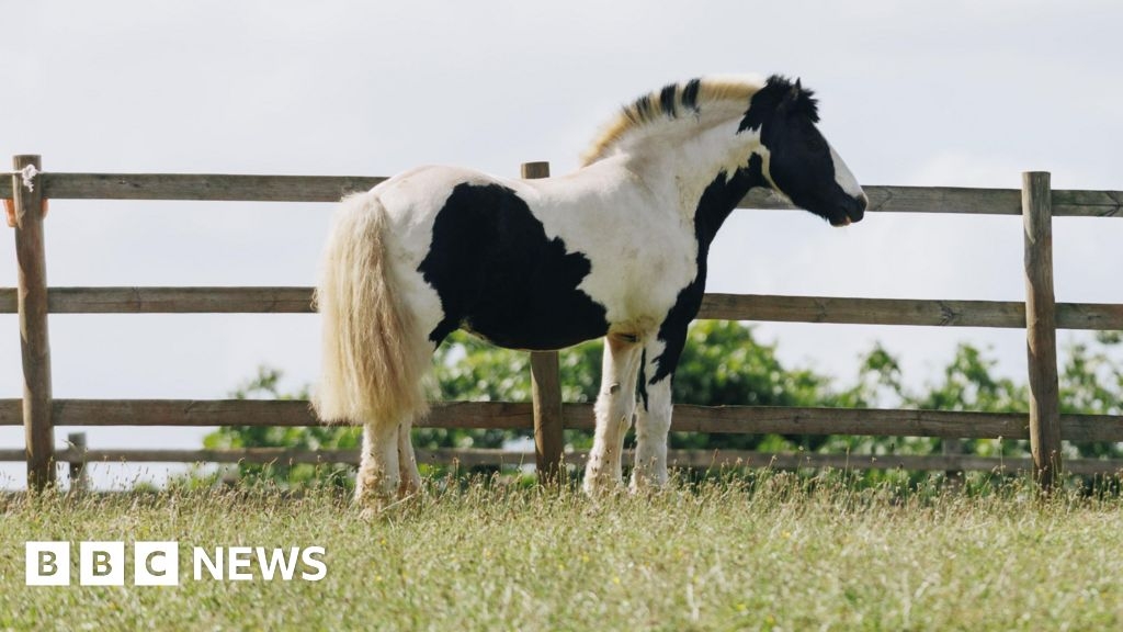 Horse abandoned on Somerset roadside making recovery in Devon