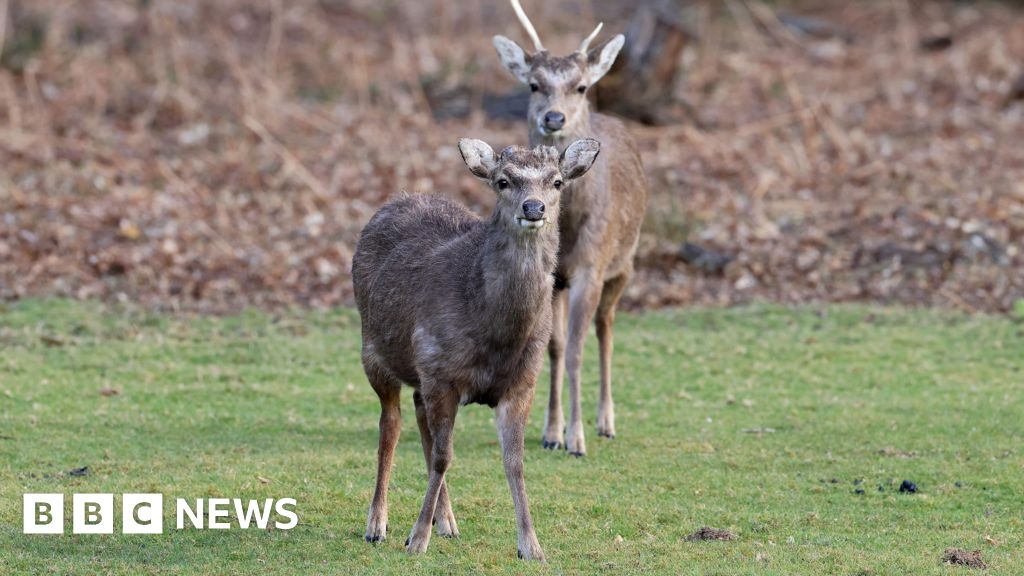 Winnie the Pooh forest culling scheme donates 170,000 meals