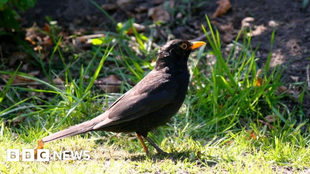 Somerset campaigner warns blackbird decline is 'taste of future'