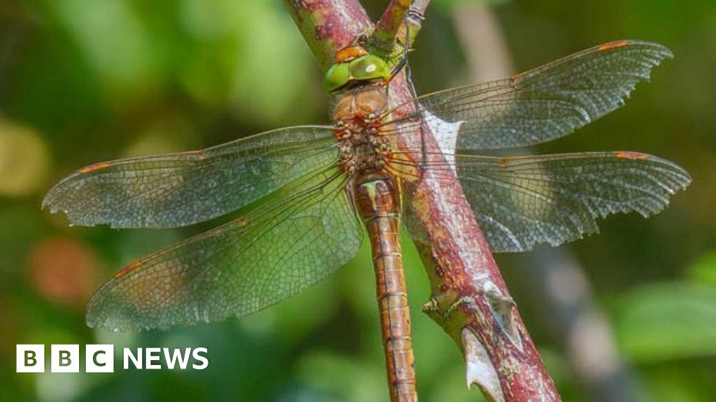 Mixed feelings as dragonfly seen in Leicestershire for first time