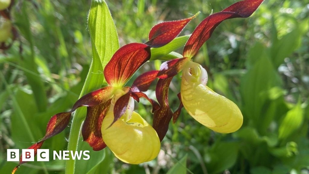 Yorkshire Dales project helping to save rare orchid from extinction