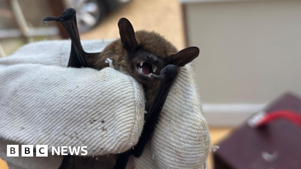 Bat with rabies-like virus found on Isle of Wight