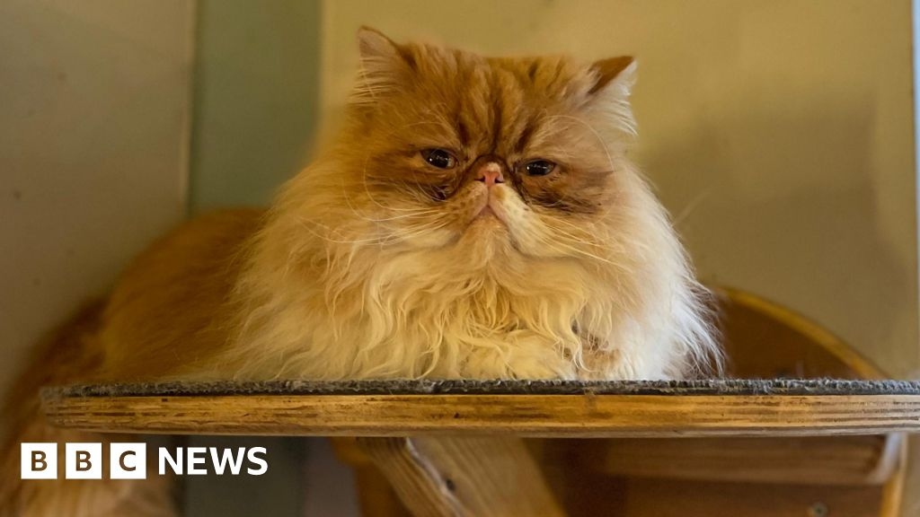 Cat cafes should be 'monitored not shut down', says lounge owner