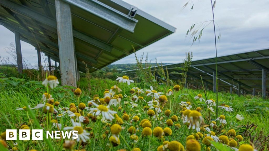 Crowhurst solar farm plan aims to boost wildlife and reduce bills