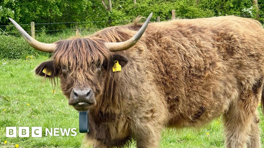 How native breeds 'restore and protect' landscapes