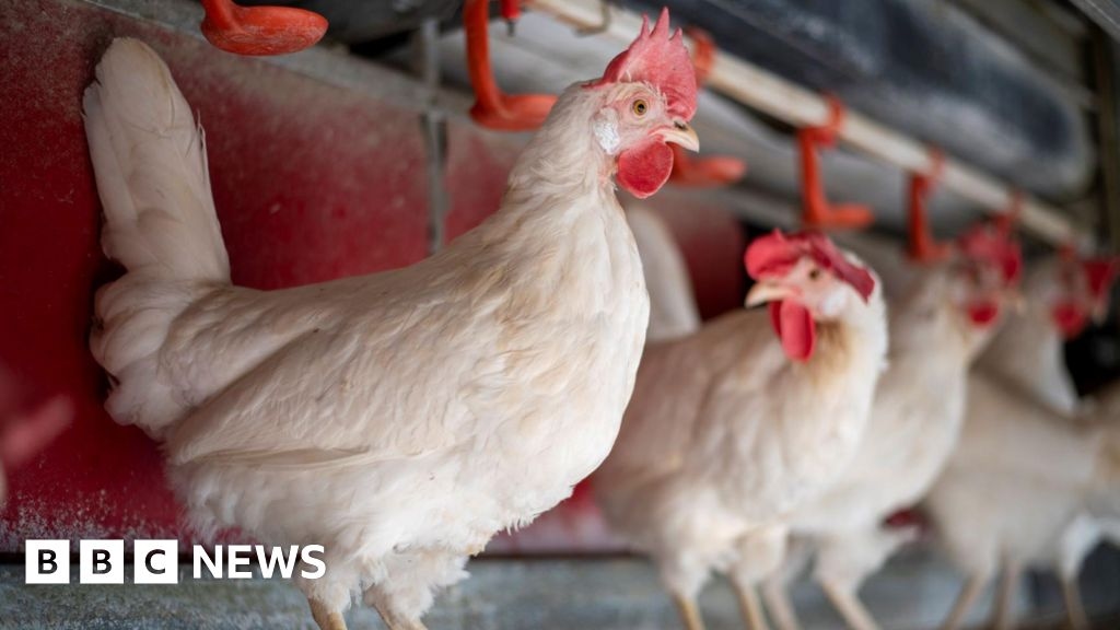 Harper Adams students could learn at planned £6m chicken farm, firm says