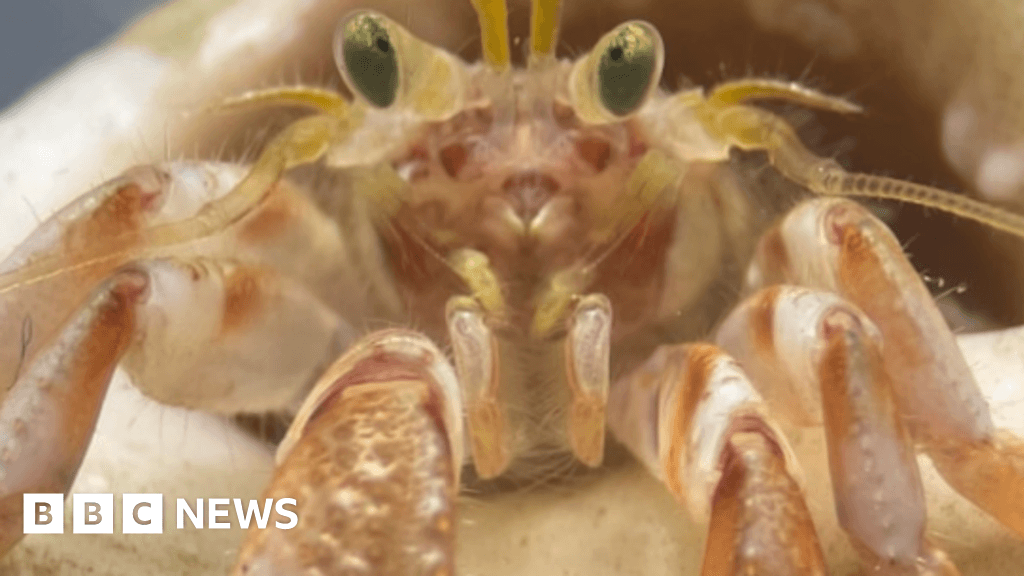Hairy claws make hermit crabs braver, Plymouth study finds