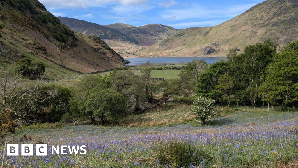 Bluebells display returns to Lake District valley