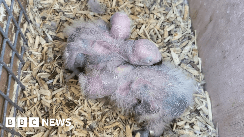 Headlines: School pupil attacked and parrot chicks hatch