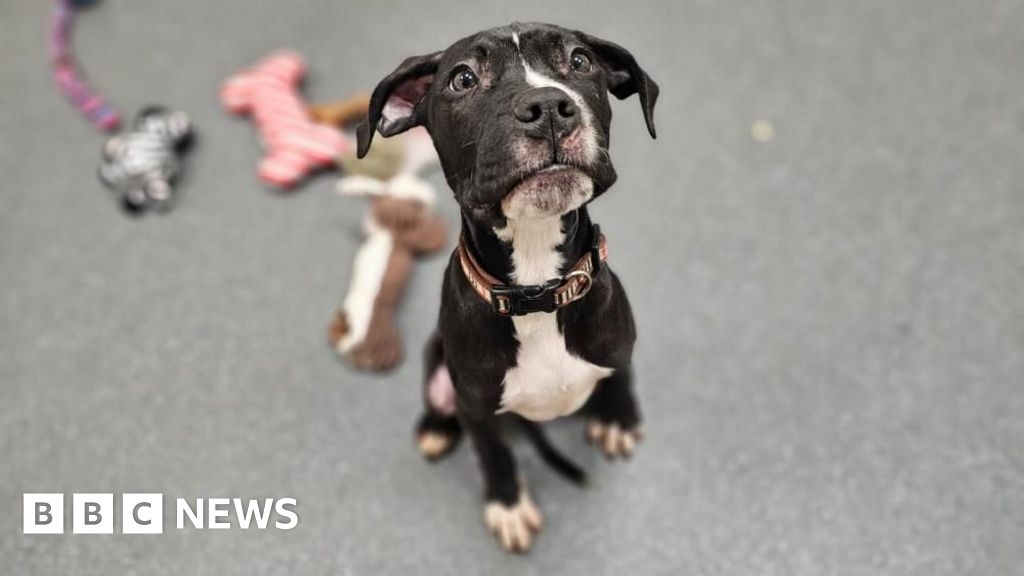 Bristol abandoned 'Harry Potter' puppies searching for new homes