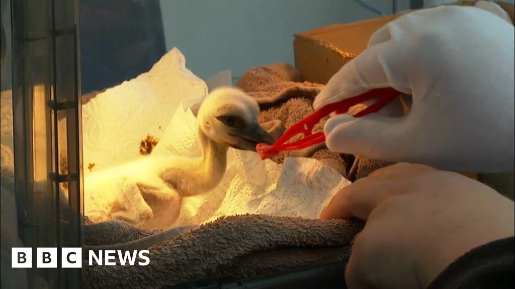Rare storks first to be born in West Midlands in 600 years