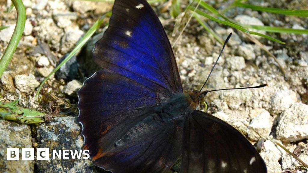 Project coaxes purple butterfly as big as your palm into Derbyshire