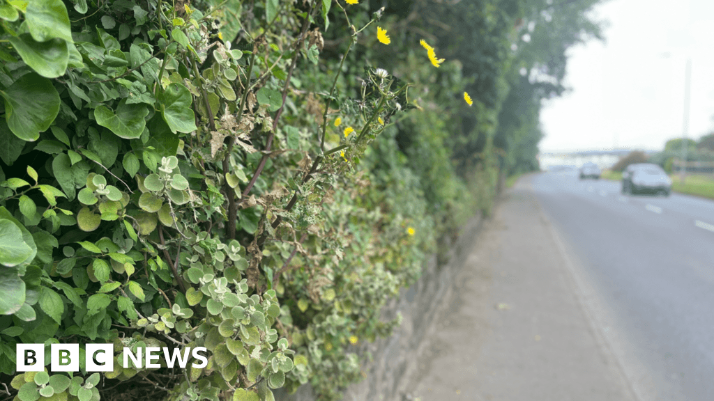 People in Guernsey trimming hedges urged to protect wildlife