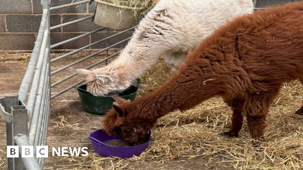 Shot alpaca returns to East Hatley home after seven weeks at vet