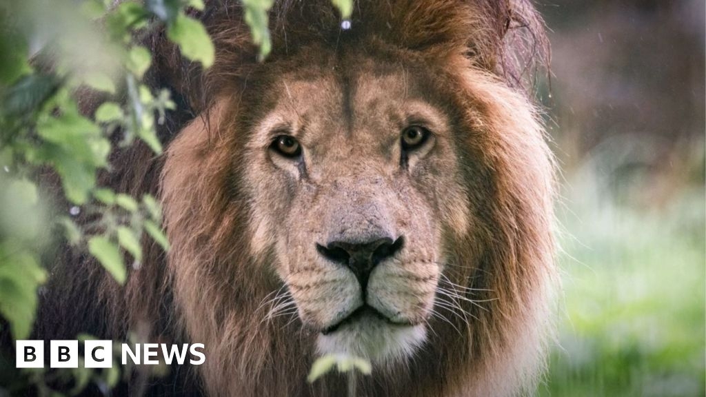 Folly Farm: Sadness after 'majestic presence' Hugo the lion dies