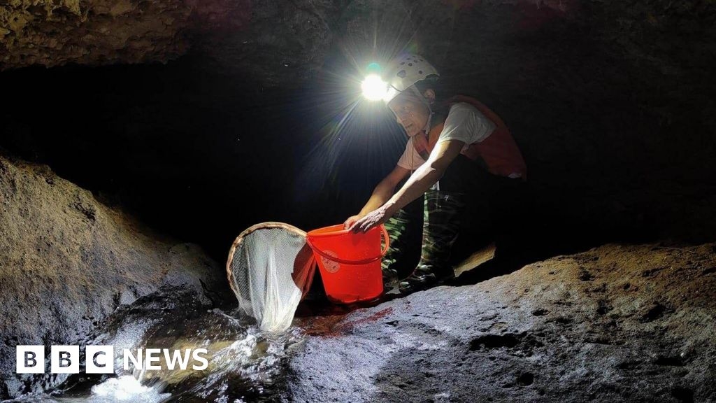 Meghalaya: Indian researchers discover new fish species in limestone cave