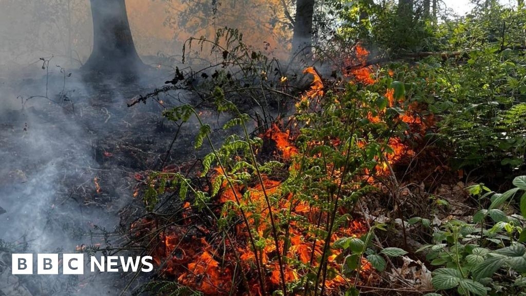 Delamere Forest: Fire crews tackle blaze at Cheshire beauty spot