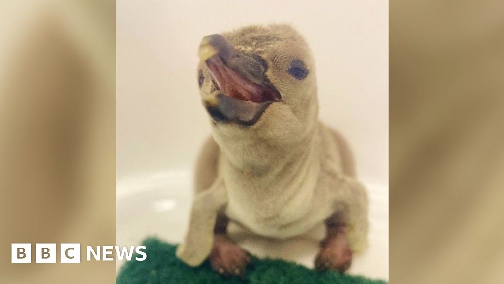 Four penguin chicks hatch at Birdland in breeding success