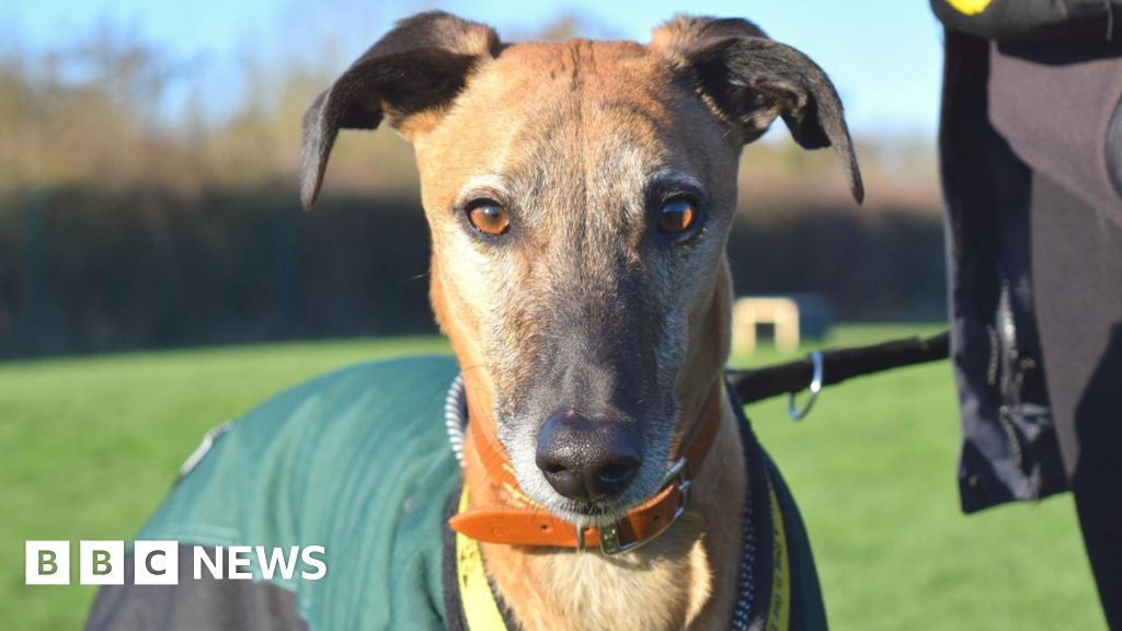 Dogs Trust 'underdog' Rocky adopted in Surrey after 800-day wait