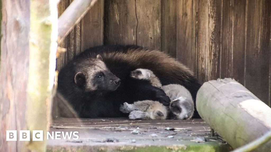 'Adorable' wolverines born at zoo