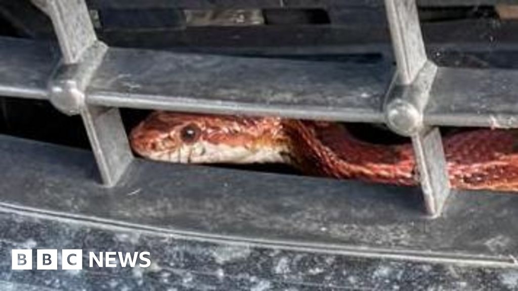Clacton-on-Sea driver braves journey with snake inside his car