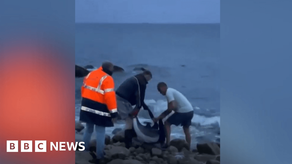 Locals save porpoise on beach in Kilkeel