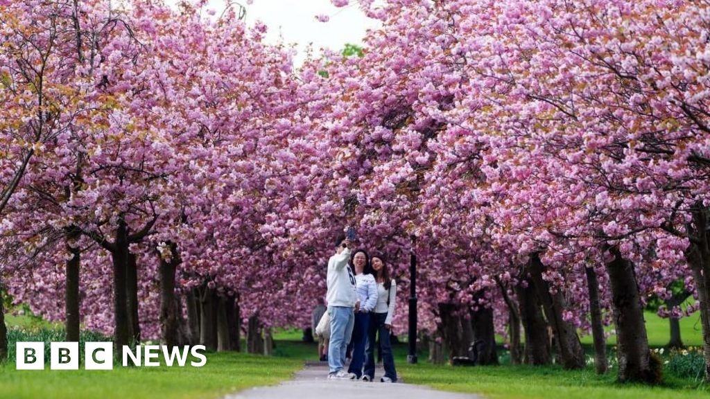 Harrogate 'hanami' as people flock to photograph cherry blossom