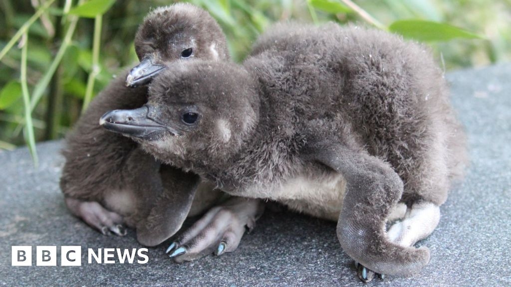 Blackpool Zoo gives penguins pedicures to stop mix-ups