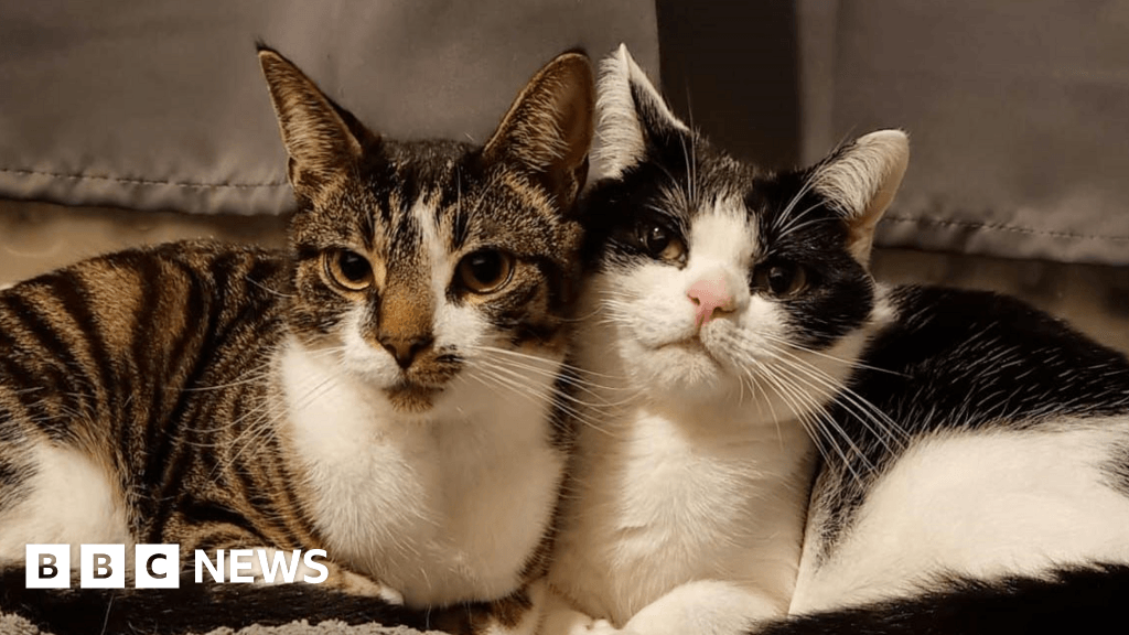 'No-pets rental rule almost saw me lose my cats'