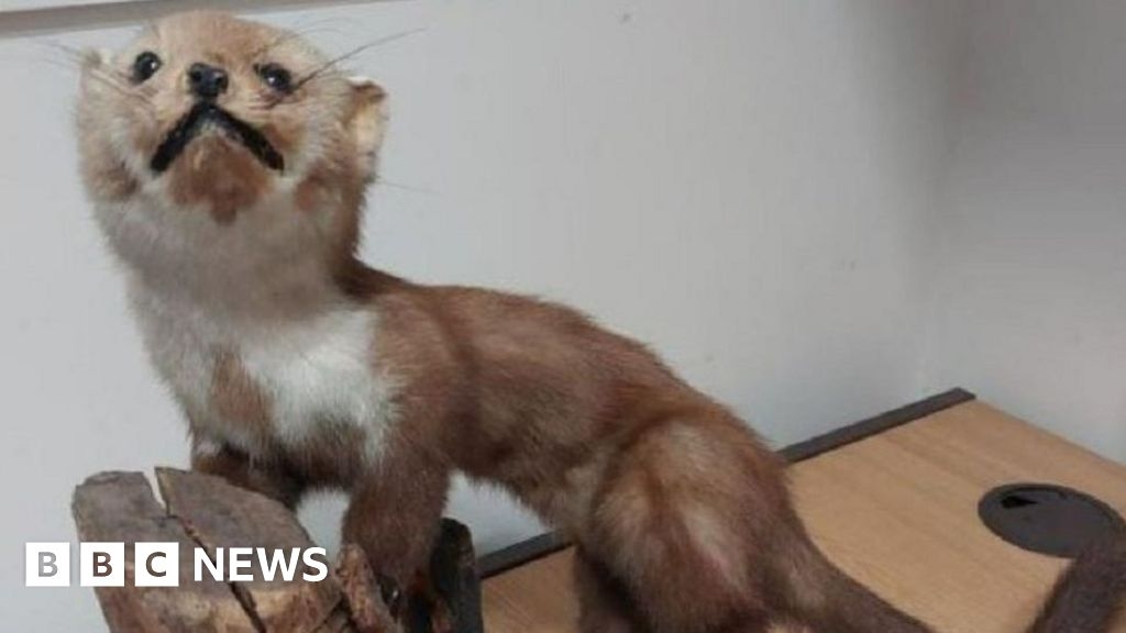 Spalding taxidermy seller fined for trading in endangered species